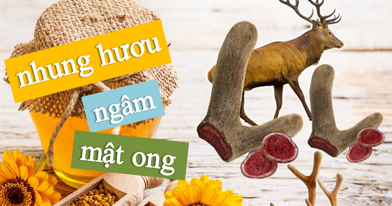 4 tác dụng của nhung hươu với người gầy và 3 cách dùng giúp tăng cân hiệu quả