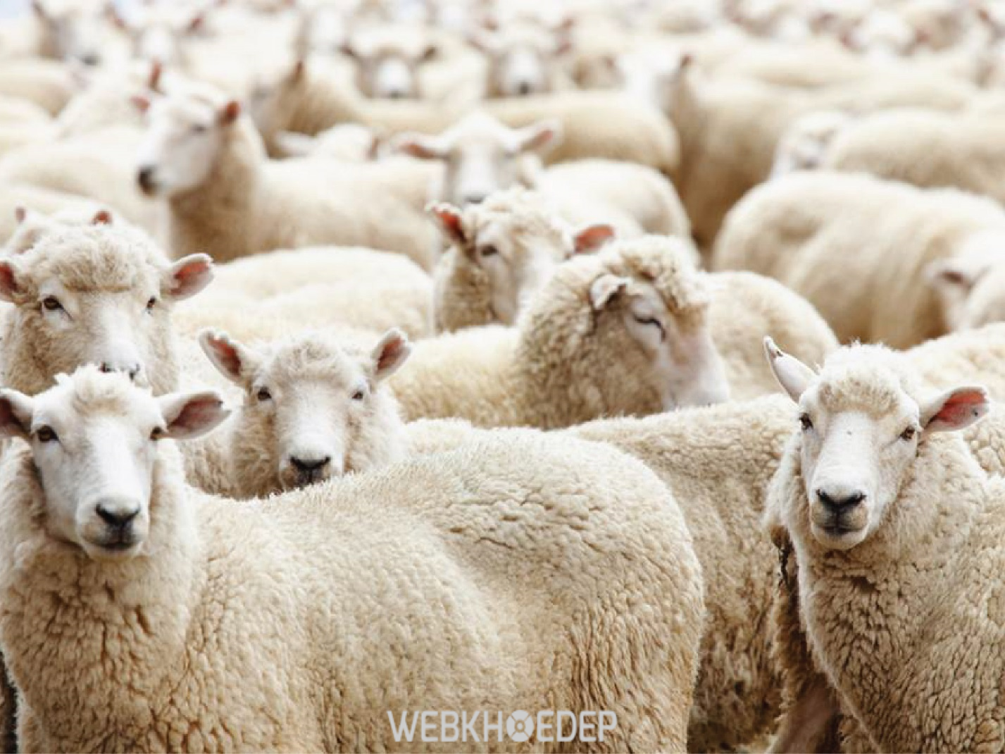Nhau thai từ cừu chứa rất nhiều dưỡng chất quý giá