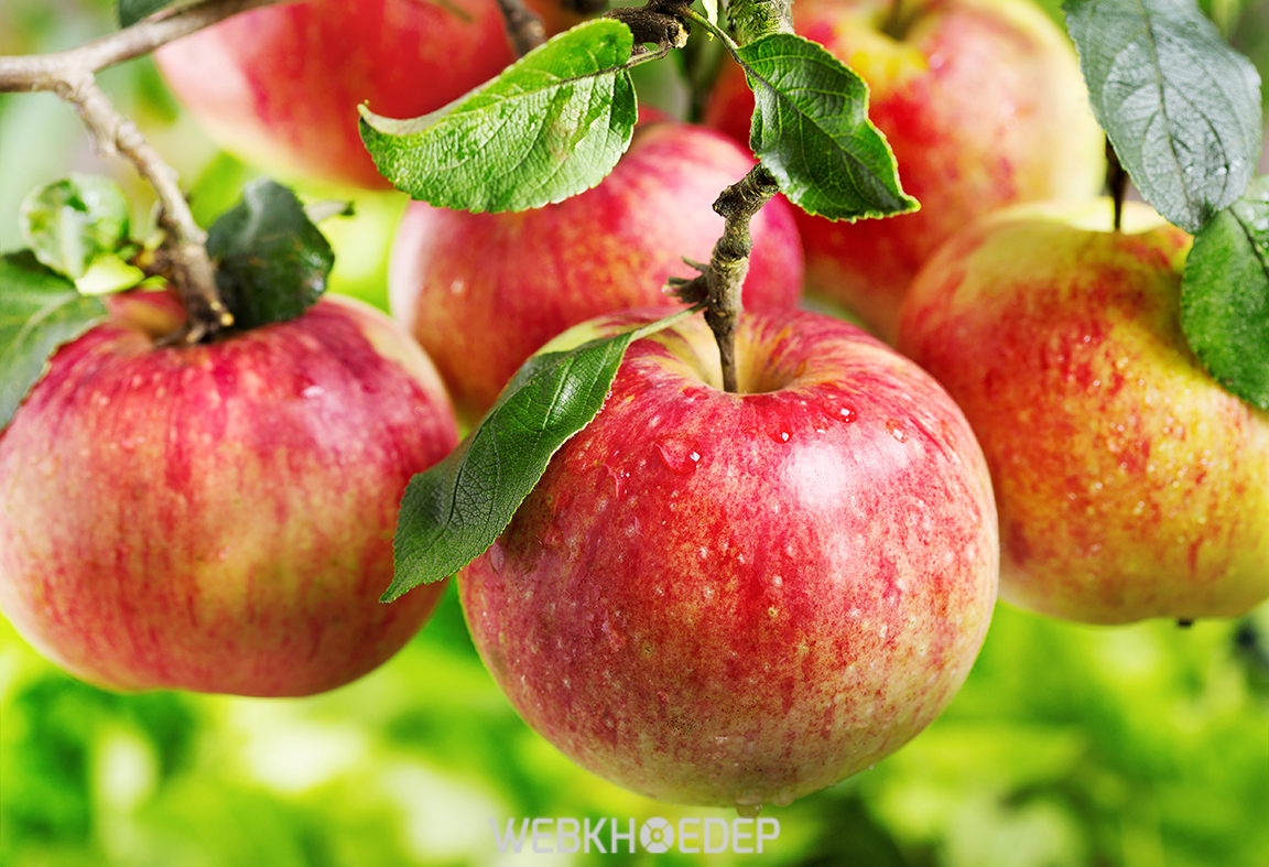 Hàm lượng đường trong quả táo rất tốt cho cơ thể, thậm chí là người mắc bệnh tiểu đường