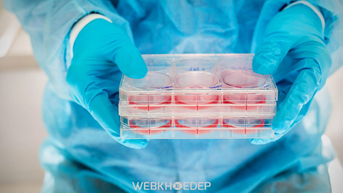 Cấy ghép tế bào gốc giúp sản sinh máu để phục hồi cho xương tủy (Nguồn  : agoramedia.com)
