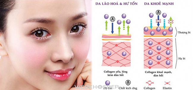 Collagen ADIVA – Bí quyết cho làn da không tuổi - Hình 1