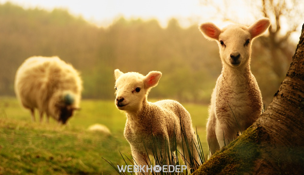 Phương pháp làm đẹp bằng tế bào gốc từ nhau thai cừu ngày càng phổ biến